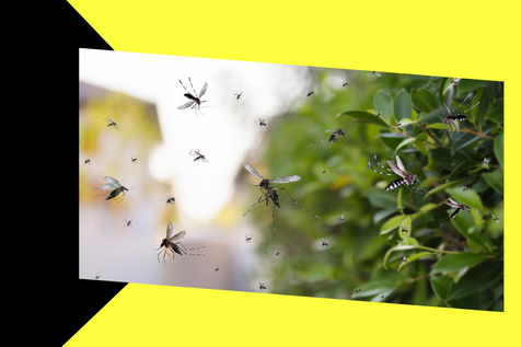 Get A Head Start On Mosquito Control