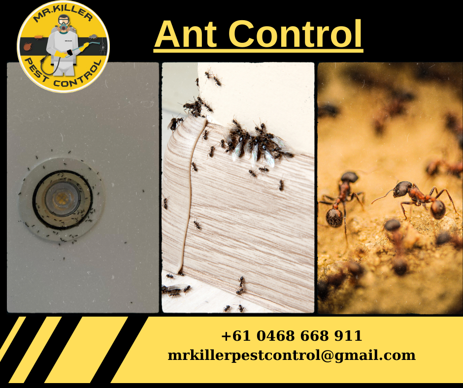 Ant Control | Pest Control for Ants Tullamarine, Vic 3043