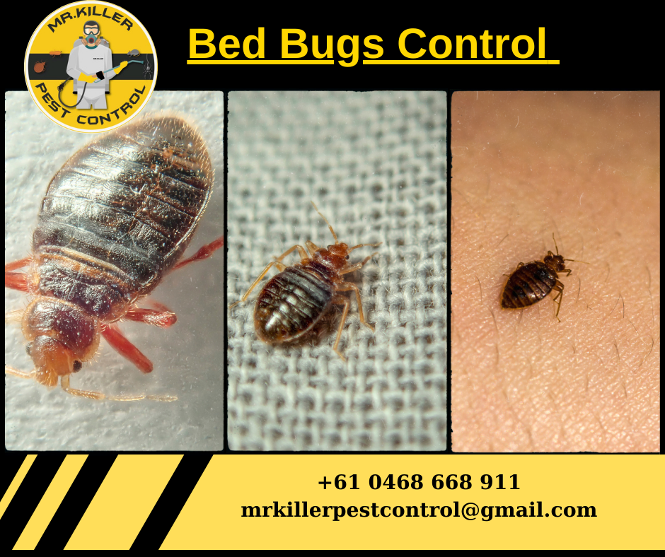 Bed Bug Control Services Near Me Vic, Pascoe Vale 3044