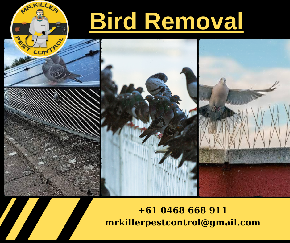 Bird Removal Tullamarine, Vic 3043