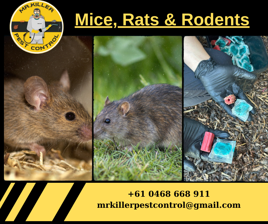 Rodent Removal & Control Services Near Me - Mice and Rat Removal  Vic, Melbourne 8001