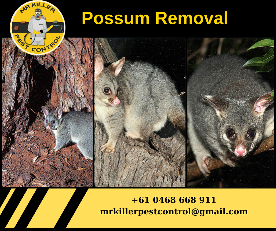 Possum Removal service Near Me Vic, Lakes Entrance 3909