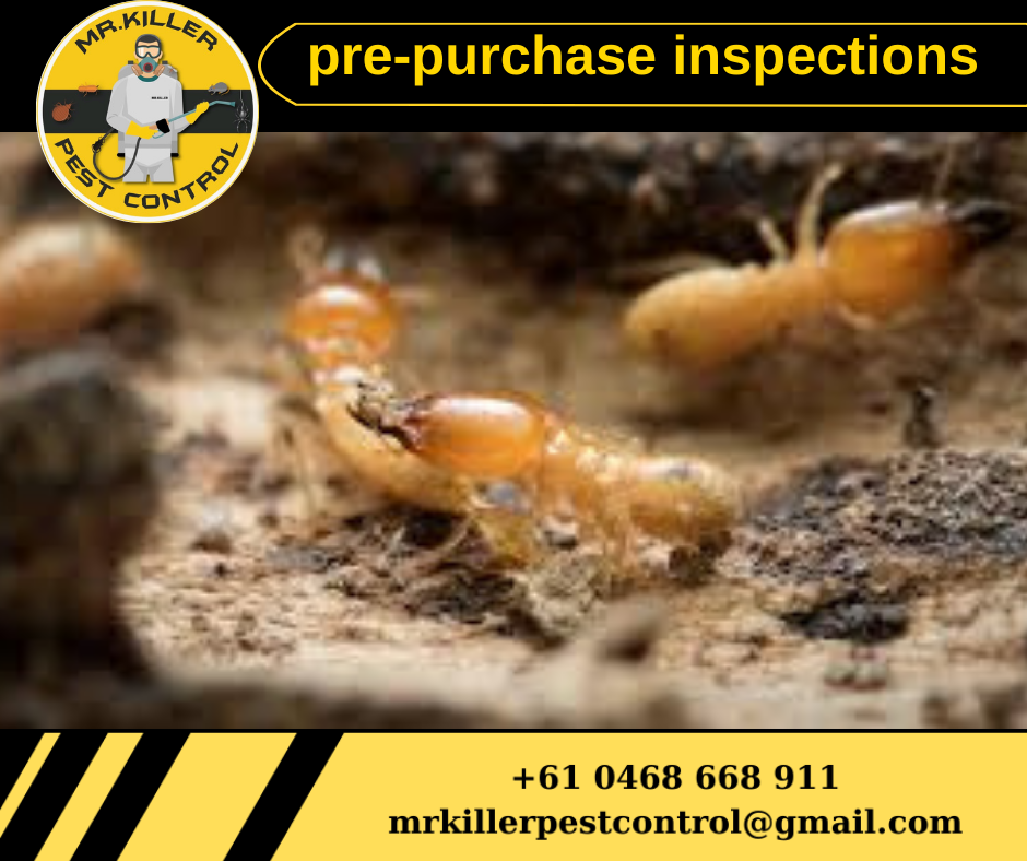 Termite Pre-Purchase Inspection Essendon, Vic 3040