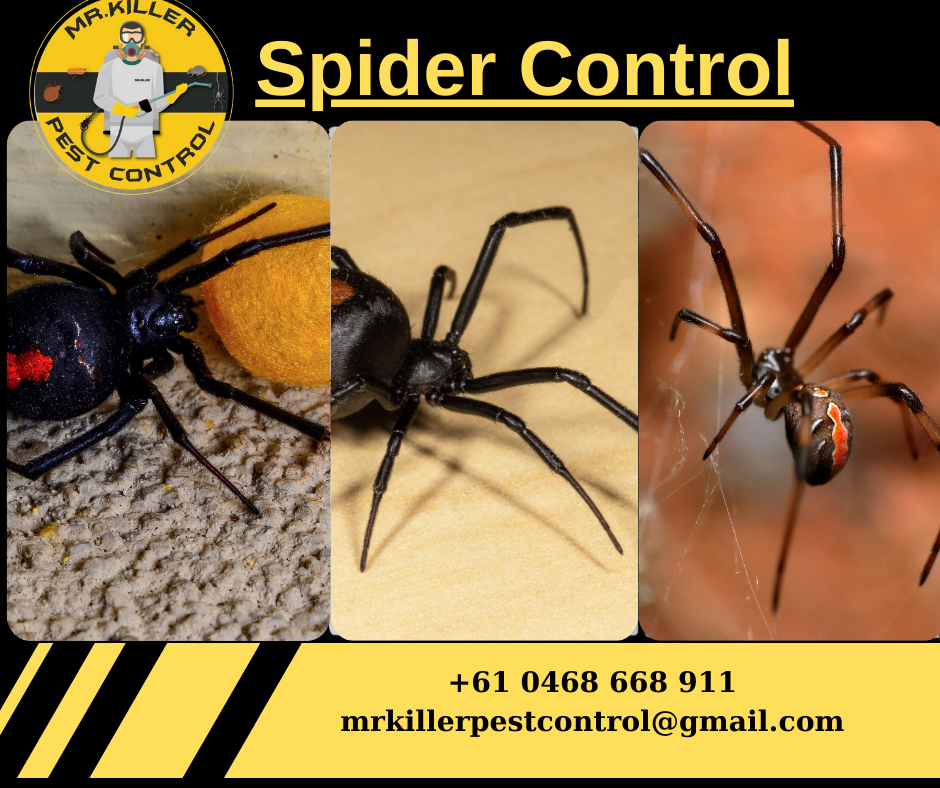Spider Pest Control And Treatment Tullamarine, Vic 3043