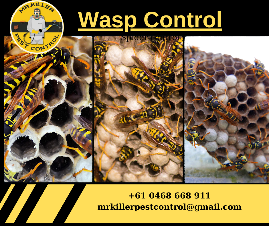 Bees & Wasps